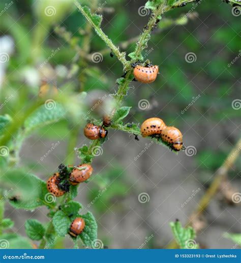 Larvae of Colorado Potato Beetle Stock Image - Image of garden, field: 153323193