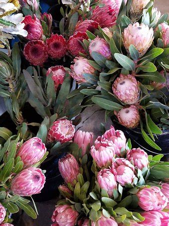 Protea National Flower South Africa | Best Flower Site