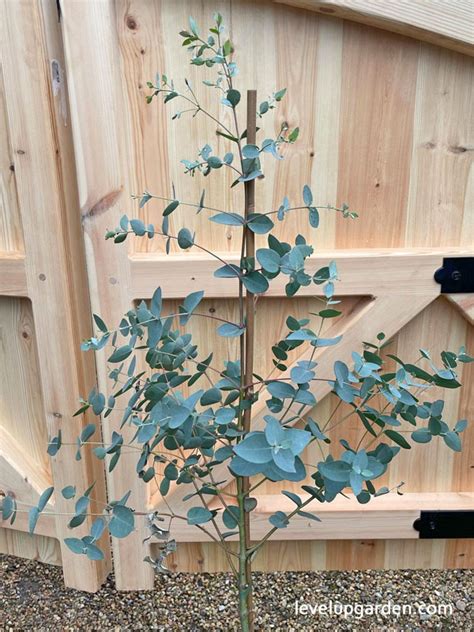 The Complete Guide To Eucalyptus Plant Eucalyptus Cinerea