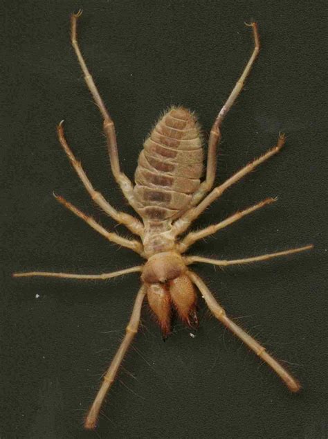 Iraq Camel Spider Bite Symptoms - 4 Popular Camel Spider Myths And The Truth Behind Them