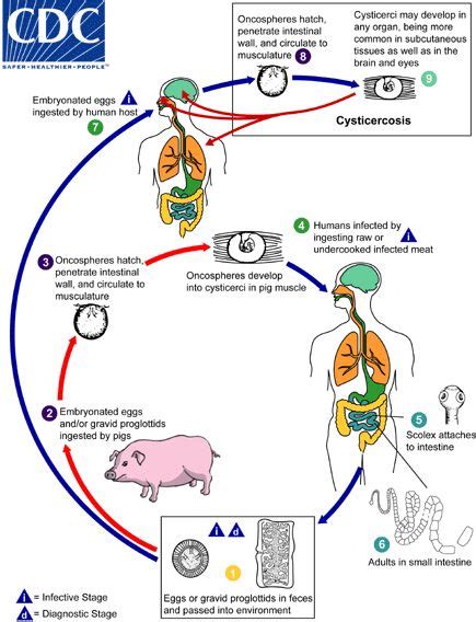 The Life Cycle Of Trichomonas Vaginalis Protozoa Parasitology Project Pinterest