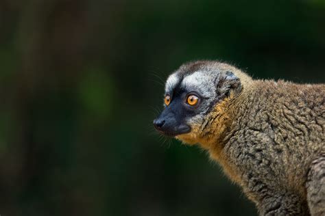 _44A0003_Common_Brown_Lemur_Madagascar_SachinRai – Sachin Rai