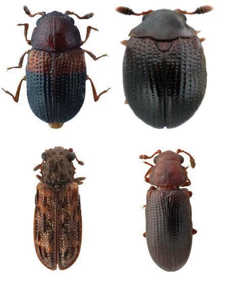 Sphindidae - Alchetron, The Free Social Encyclopedia