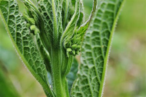 Medicinal Uses For Comfrey Wound Healer Muscle Relaxer Ulcer