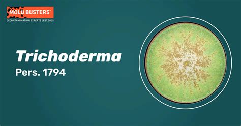 Trichoderma Species Allergy Proper Treatment Mold Busters