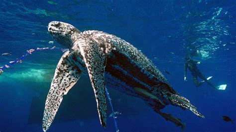 Pacific Leatherback Sea Turtles Youtube