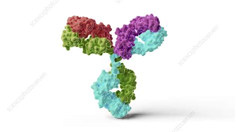 Antibody Structure Illustration Stock Image F042 4099 Science