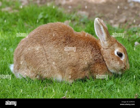 Domestic Rabbit Oryctolagus Cuniculus F Domestica Grazing Stock