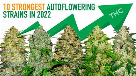 Top 10 Strongest Cannabis Autoflowering Strains In 2022 Highest Thc Strains Fast Buds