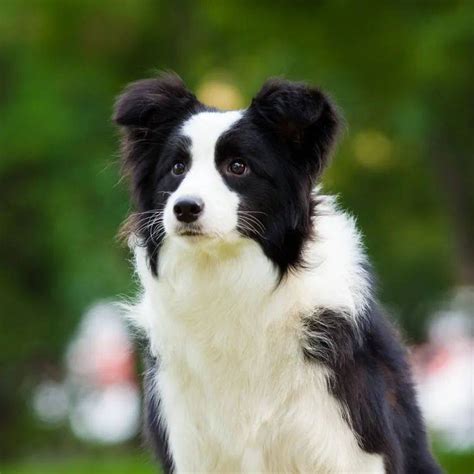 边牧专栏丨导致边境牧羊犬毛发粗糙的5大原因 边牧 牧羊犬 毛发