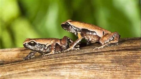 Mysticellus Katak Misterius Yang Ditemukan Di Kubangan Jalan Klik Hijau