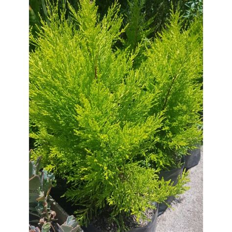 Cypress Lemon Pine Tree Shopee Philippines