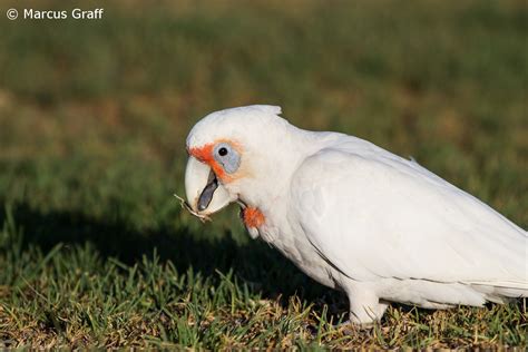 Leeuwin Current Birding Id Feature Corellas