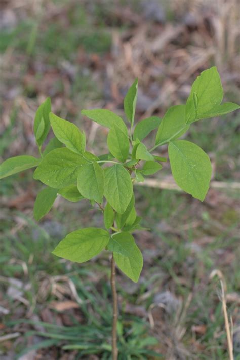 Plants North Carolina Native Plant Society C29