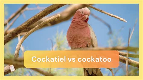 Cockatiel Vs Cockatoo Whats The Difference Dr Cockatiel YouTube