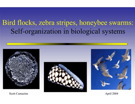 Self Organized Pattern Formation In Biological Systems