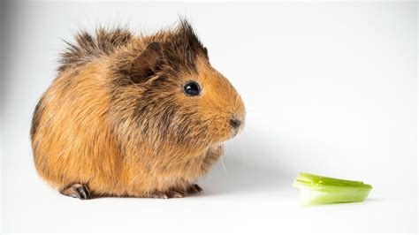 Can Guinea Pigs Eat Celery PetsRadar