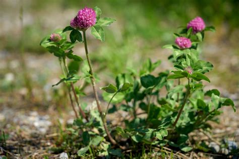 Rot Klee Oder Wiesen Klee Trifolium Pratense Waldzeit