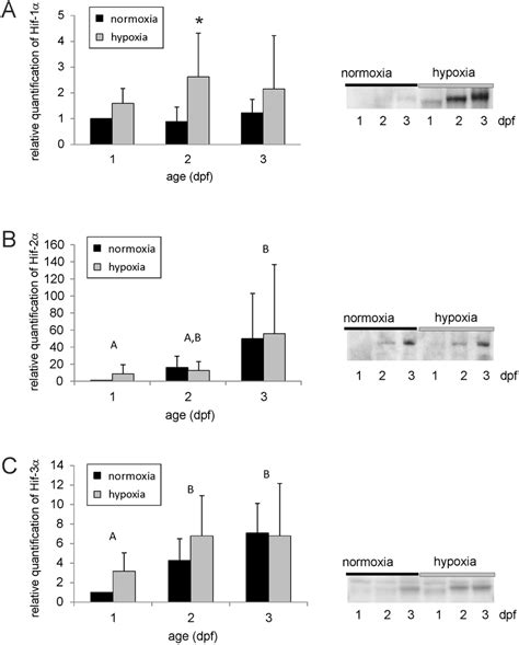 Western Blot And Relative Quantification Of Zfhif 1α Protein A Of Download Scientific