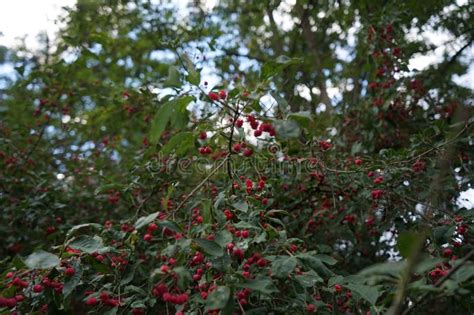 Euonymus Europaeus Grows In Autumn Berlin Germany Stock Image Image