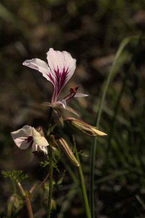 Corianderleaf Storksbill From Greyton Nature Reserve Greyton Overberg