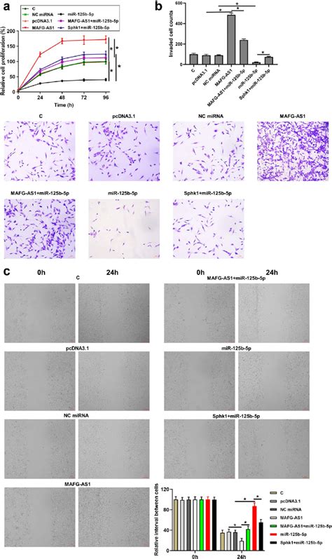 Mafg As1 Promoted Bc Cell Proliferation Migration And Invasion By