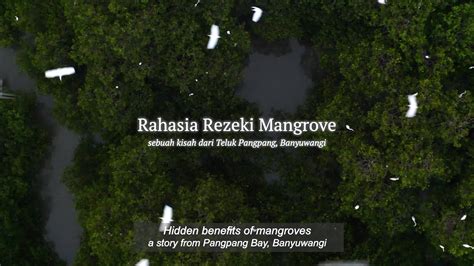 Hidden Benefits Of Mangroves A Story From Pangpang Bay Banyuwangi