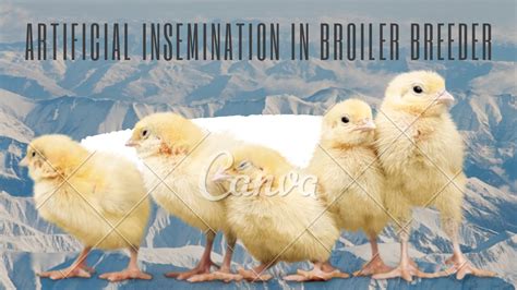 Artificial Insemination In Broiler Breeder Animalscience Ai