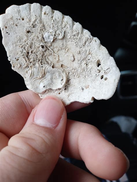 A shell with Fossils : r/Damnthatsinteresting