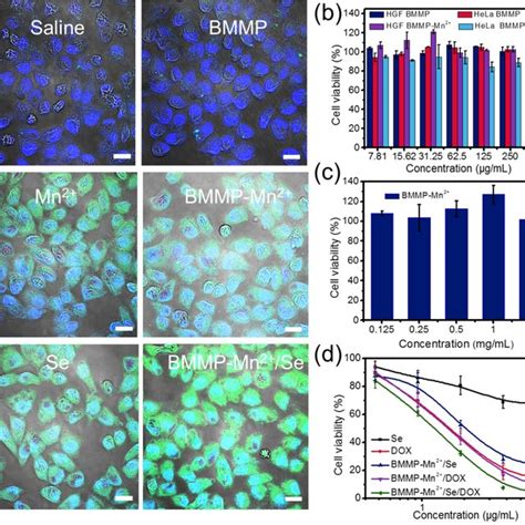 A Clsm Observation Of Intracellular Ros In Hela Cells The Same Scale