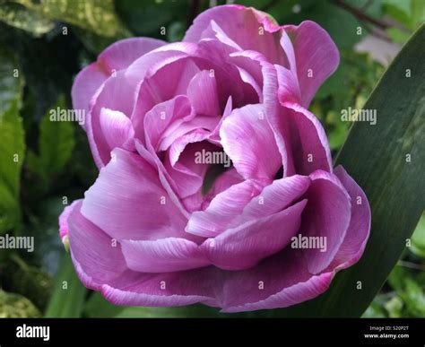 Close Up Of Pink Tulip Stock Photo Alamy