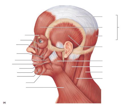 Muscle System Lateral View Of Head And Neck Muscles Diagram Quizlet