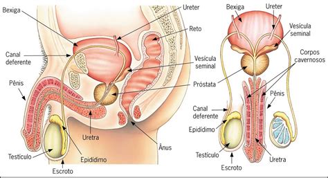 Sistema Reprodutor Masculina - Sistema Reprodutor Masculino Imagens