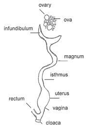 Chicken Anatomy Digestive System Chicken Farmers Union