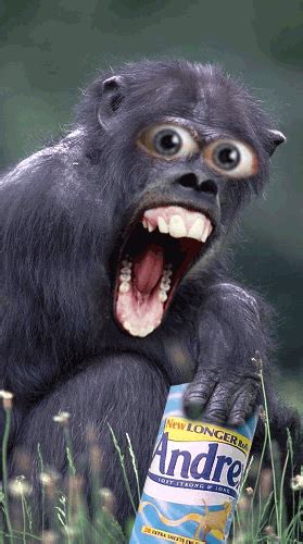 Pin by Kino 70 on Fun | Monkeys funny, Funny gif, Animated emoticons
