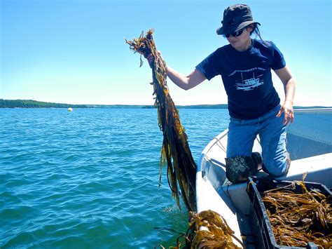 Seaweed Research And Production Lab Set For Coa · College Of The Atlantic