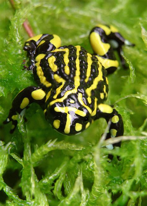 Fighting Extinction Southern Corroboree Frog Melbourne Zoo And You