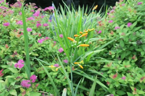 Photo Of The Bloom Of Montbretia Crocosmia X Crocosmiiflora George