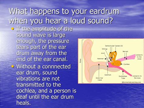 Ppt What Happens To Your Eardrum When You Hear A Loud Sound