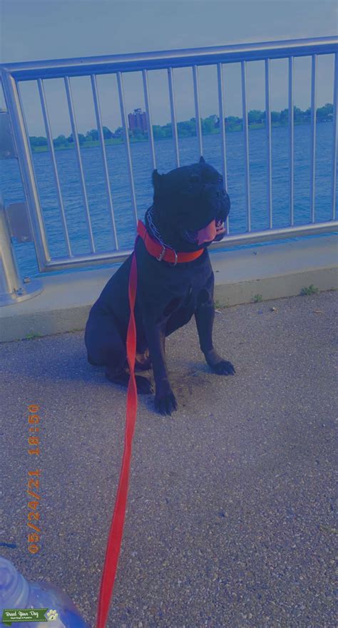 Handsome Jet Black Cane Corso - Stud Dog Michigan - Breed Your Dog