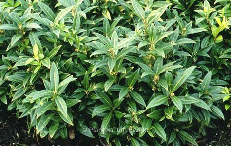 Sarcococca Hookeriana Humilis Plantentuin Esveld