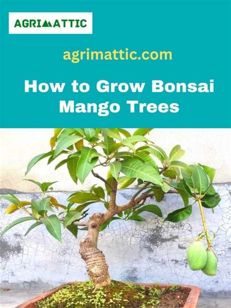 How to Grow Bonsai Mango Trees - Agrimattic