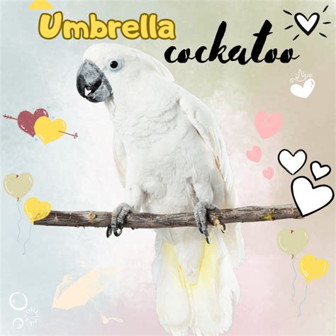 Umbrella cockatoo - White cockatoo Habitat Personality Food and Care