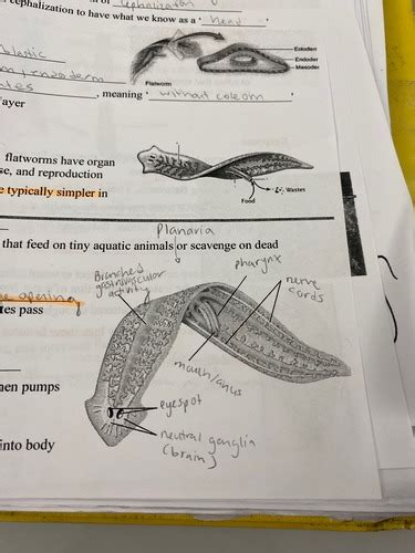 Phylum Platyhelminthes Flashcards Quizlet