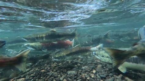 Wild Atlantic Salmon On Rebound, Conservation Effective - Videos from ...