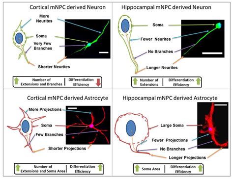 JFB Free Full Text Correlation And Comparison Of Cortical And