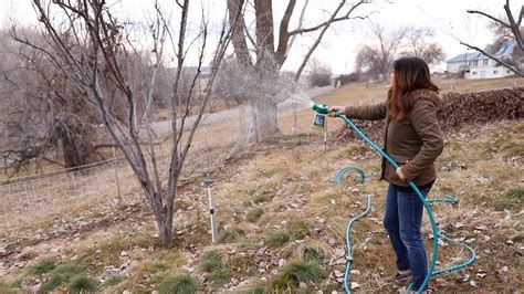 How To Spray Fruit Trees In The Winter 🌿🍎 ️ Garden Answer Youtube