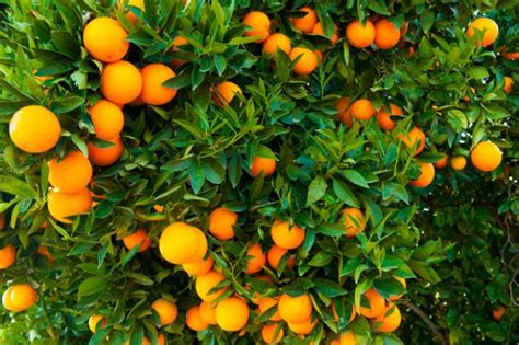 How Lucrative Is Orange Farming In Nigeria? | Jiji Blog