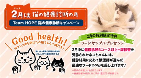 【2月】猫の健康診断キャンペーンのご案内 エルザ動物病院