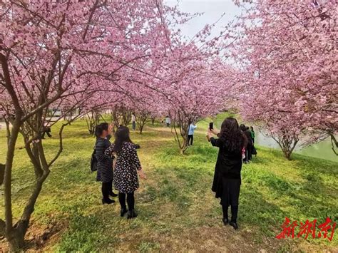 清明赏花、踏春好热闹，长沙园林生态园百亩杜鹃盛放 长沙 新湖南